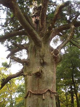 A Big Cedar Tree