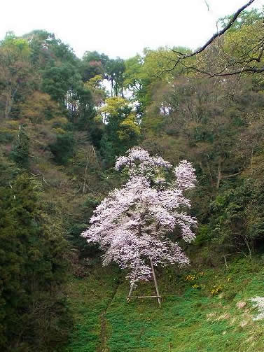 Okamoto Otaki Shrine