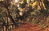 Trecking course